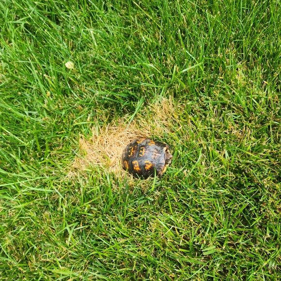 Meet your Posher, H1ottawa - Picture 2 of 2